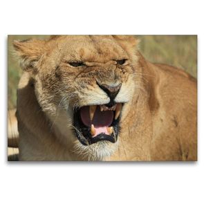Premium Textil-Leinwand 120 x 80 cm Quer-Format Löwen – schlecht gelaunt | Wandbild, HD-Bild auf Keilrahmen, Fertigbild auf hochwertigem Vlies, Leinwanddruck von Michael Herzog