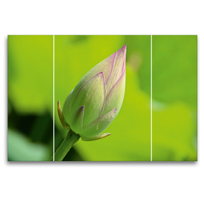 Premium Textil-Leinwand 120 x 80 cm Quer-Format Lotusknospe | Wandbild, HD-Bild auf Keilrahmen, Fertigbild auf hochwertigem Vlies, Leinwanddruck von Nina Schwarze