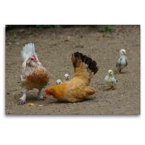 Premium Textil-Leinwand 120 x 80 cm Quer-Format Lustige Hühnerschar | Wandbild, HD-Bild auf Keilrahmen, Fertigbild auf hochwertigem Vlies, Leinwanddruck von Kattobello