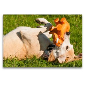 Premium Textil-Leinwand 120 x 80 cm Quer-Format Lustiger Hund | Wandbild, HD-Bild auf Keilrahmen, Fertigbild auf hochwertigem Vlies, Leinwanddruck von Meike Bölts