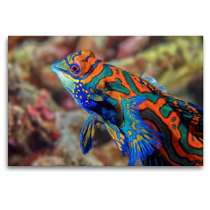 Premium Textil-Leinwand 120 x 80 cm Quer-Format Mandarinfisch | Wandbild, HD-Bild auf Keilrahmen, Fertigbild auf hochwertigem Vlies, Leinwanddruck von Dorothea OLDANI