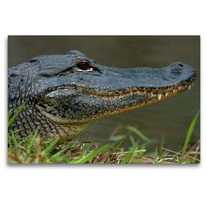 Premium Textil-Leinwand 120 x 80 cm Quer-Format Missisippi Alligator | Wandbild, HD-Bild auf Keilrahmen, Fertigbild auf hochwertigem Vlies, Leinwanddruck von Dieter-M. Wilczek