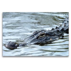 Premium Textil-Leinwand 120 x 80 cm Quer-Format Missisippi Alligator | Wandbild, HD-Bild auf Keilrahmen, Fertigbild auf hochwertigem Vlies, Leinwanddruck von Dieter-M. Wilczek