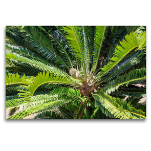 Premium Textil-Leinwand 120 x 80 cm Quer-Format Modjadji Palme, Encephalartos transvenosus | Wandbild, HD-Bild auf Keilrahmen, Fertigbild auf hochwertigem Vlies, Leinwanddruck von Hanna Wagner