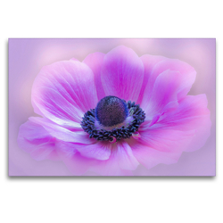 Premium Textil-Leinwand 120 x 80 cm Quer-Format Mohnblüte Rosa – Natur und Kunst | Wandbild, HD-Bild auf Keilrahmen, Fertigbild auf hochwertigem Vlies, Leinwanddruck von Astrid Ziemer