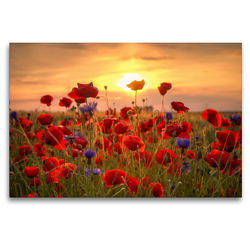 Premium Textil-Leinwand 120 x 80 cm Quer-Format Mohnblumen | Wandbild, HD-Bild auf Keilrahmen, Fertigbild auf hochwertigem Vlies, Leinwanddruck von Steffen Gierok