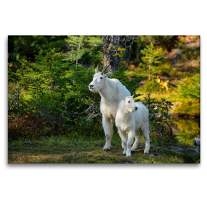 Premium Textil-Leinwand 120 x 80 cm Quer-Format Mountain Goats, North Cascades Nationalpark,Washington,USA | Wandbild, HD-Bild auf Keilrahmen, Fertigbild auf hochwertigem Vlies, Leinwanddruck von Christian Heeb