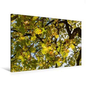 Premium Textil-Leinwand 120 x 80 cm Quer-Format Oktober: Der Herbst schickt seine goldene Farbe durch die gelben Blätter. | Wandbild, HD-Bild auf Keilrahmen, Fertigbild auf hochwertigem Vlies, Leinwanddruck von Ingo Gerlach GDT von Gerlach GDT,  Ingo