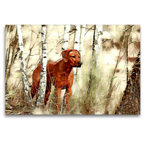Premium Textil-Leinwand 120 x 80 cm Quer-Format Rhodesian Ridgeback Hündin afrikanischer Löwenhund | Wandbild, HD-Bild auf Keilrahmen, Fertigbild auf hochwertigem Vlies, Leinwanddruck von Dagmar Behrens