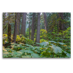 Premium Textil-Leinwand 120 x 80 cm Quer-Format Riesenzedernwald im Westen Kanadas | Wandbild, HD-Bild auf Keilrahmen, Fertigbild auf hochwertigem Vlies, Leinwanddruck von N N