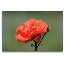 Premium Textil-Leinwand 120 x 80 cm Quer-Format Rote Rosenblüte mit Knospe | Wandbild, HD-Bild auf Keilrahmen, Fertigbild auf hochwertigem Vlies, Leinwanddruck von kattobello