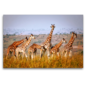 Premium Textil-Leinwand 120 x 80 cm Quer-Format Rothschildgiraffen in Uganda | Wandbild, HD-Bild auf Keilrahmen, Fertigbild auf hochwertigem Vlies, Leinwanddruck von Wibke Woyke