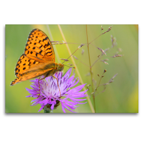 Premium Textil-Leinwand 120 x 80 cm Quer-Format Schmetterlinge in Europa | Wandbild, HD-Bild auf Keilrahmen, Fertigbild auf hochwertigem Vlies, Leinwanddruck von GUGIGEI