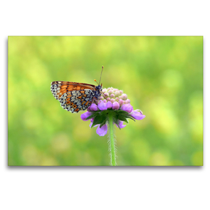 Premium Textil-Leinwand 120 x 80 cm Quer-Format Schmetterlinge in Europa | Wandbild, HD-Bild auf Keilrahmen, Fertigbild auf hochwertigem Vlies, Leinwanddruck von GUGIGEI
