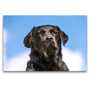 Premium Textil-Leinwand 120 x 80 cm Quer-Format Schwarzer Labrador am Strand | Wandbild, HD-Bild auf Keilrahmen, Fertigbild auf hochwertigem Vlies, Leinwanddruck von Annett Mirsberger