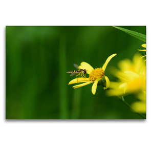 Premium Textil-Leinwand 120 x 80 cm Quer-Format Schwebfliege auf gelber Blüte | Wandbild, HD-Bild auf Keilrahmen, Fertigbild auf hochwertigem Vlies, Leinwanddruck von Marlise Gaudig