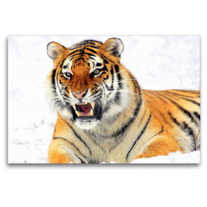 Premium Textil-Leinwand 120 x 80 cm Quer-Format Sibirischer Tiger im Winter | Wandbild, HD-Bild auf Keilrahmen, Fertigbild auf hochwertigem Vlies, Leinwanddruck von Rose Hurley