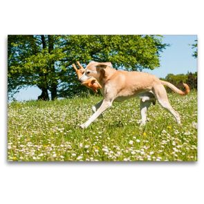 Premium Textil-Leinwand 120 x 80 cm Quer-Format Spielender Hund | Wandbild, HD-Bild auf Keilrahmen, Fertigbild auf hochwertigem Vlies, Leinwanddruck von Meike Bölts