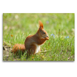 Premium Textil-Leinwand 120 x 80 cm Quer-Format Süßes Eichhörnchen in der Frühlingswiese | Wandbild, HD-Bild auf Keilrahmen, Fertigbild auf hochwertigem Vlies, Leinwanddruck von Schwan