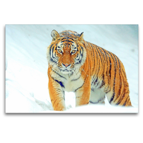 Premium Textil-Leinwand 120 x 80 cm Quer-Format Tiger. Ein Prachtkerl im Winter | Wandbild, HD-Bild auf Keilrahmen, Fertigbild auf hochwertigem Vlies, Leinwanddruck von Rose Hurley