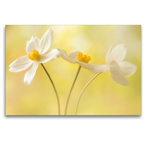 Premium Textil-Leinwand 120 x 80 cm Quer-Format Weiße Blumen – Anemonen | Wandbild, HD-Bild auf Keilrahmen, Fertigbild auf hochwertigem Vlies, Leinwanddruck von Ulrike Adam