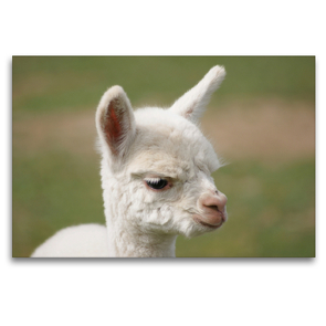 Premium Textil-Leinwand 120 x 80 cm Quer-Format Weißes Alpaka Fohlen auf gerahmter Leinwand | Wandbild, HD-Bild auf Keilrahmen, Fertigbild auf hochwertigem Vlies, Leinwanddruck von Bianca Mentil