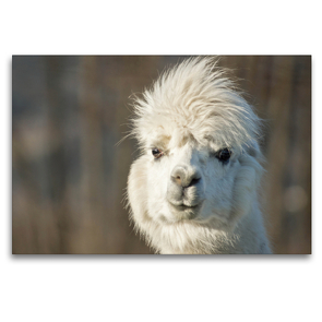 Premium Textil-Leinwand 120 x 80 cm Quer-Format Weißes Alpaka mit Sturmfrisur auf gerahmter Leinwand | Wandbild, HD-Bild auf Keilrahmen, Fertigbild auf hochwertigem Vlies, Leinwanddruck von Bianca Mentil