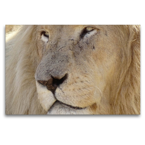 Premium Textil-Leinwand 120 x 80 cm Quer-Format Weißes Löwengesicht | Wandbild, HD-Bild auf Keilrahmen, Fertigbild auf hochwertigem Vlies, Leinwanddruck von Barbara Fraatz