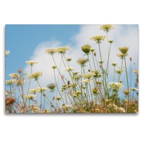 Premium Textil-Leinwand 120 x 80 cm Quer-Format Wildblumenwiese | Wandbild, HD-Bild auf Keilrahmen, Fertigbild auf hochwertigem Vlies, Leinwanddruck von Meike Bölts