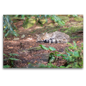 Premium Textil-Leinwand 120 x 80 cm Quer-Format Wildkatze | Wandbild, HD-Bild auf Keilrahmen, Fertigbild auf hochwertigem Vlies, Leinwanddruck von CH Photography