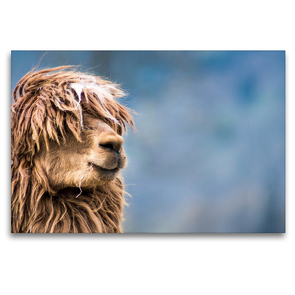 Premium Textil-Leinwand 120 x 80 cm Quer-Format Wuscheliges Alpaka auf gerahmter Leinwand | Wandbild, HD-Bild auf Keilrahmen, Fertigbild auf hochwertigem Vlies, Leinwanddruck von Bianca Mentil
