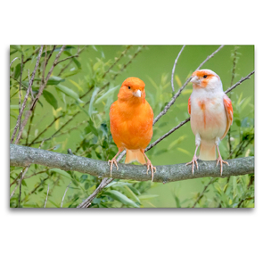 Premium Textil-Leinwand 120 x 80 cm Quer-Format Zwei Kanarienvögel | Wandbild, HD-Bild auf Keilrahmen, Fertigbild auf hochwertigem Vlies, Leinwanddruck von AkremaFotoArt