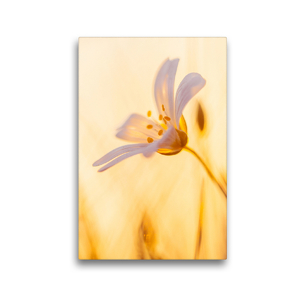 Premium Textil-Leinwand 30 x 45 cm Hoch-Format Blüte bei Sonnenuntergang | Wandbild, HD-Bild auf Keilrahmen, Fertigbild auf hochwertigem Vlies, Leinwanddruck von Ulrike Adam