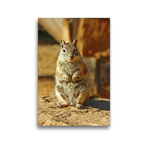 Premium Textil-Leinwand 30 x 45 cm Hoch-Format Goldmantelziesel im Bryce Canyon Nationalpark (USA) | Wandbild, HD-Bild auf Keilrahmen, Fertigbild auf hochwertigem Vlies, Leinwanddruck von Jana Thiem-Eberitsch