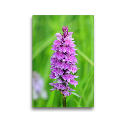 Premium Textil-Leinwand 30 x 45 cm Hoch-Format Knabenkraut Orchidee in pink. Nationalpark Hohe Tauern. | Wandbild, HD-Bild auf Keilrahmen, Fertigbild auf hochwertigem Vlies, Leinwanddruck von Anja Frost