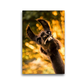 Premium Textil-Leinwand 30 x 45 cm Hoch-Format Lustiges Lama auf gerahmter Leinwand | Wandbild, HD-Bild auf Keilrahmen, Fertigbild auf hochwertigem Vlies, Leinwanddruck von Bianca Mentil