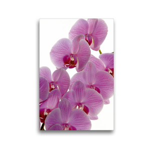 Premium Textil-Leinwand 30 x 45 cm Hoch-Format Phalaenopsis | Wandbild, HD-Bild auf Keilrahmen, Fertigbild auf hochwertigem Vlies, Leinwanddruck von Veronika Rix