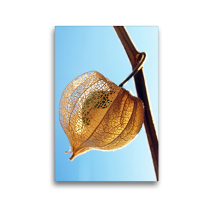 Premium Textil-Leinwand 30 x 45 cm Hoch-Format Physalis im Sonnenlicht | Wandbild, HD-Bild auf Keilrahmen, Fertigbild auf hochwertigem Vlies, Leinwanddruck von Dagmar Laimgruber