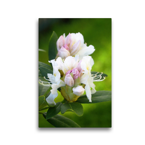 Premium Textil-Leinwand 30 x 45 cm Hoch-Format Rhododendron | Wandbild, HD-Bild auf Keilrahmen, Fertigbild auf hochwertigem Vlies, Leinwanddruck von Gisela Kruse