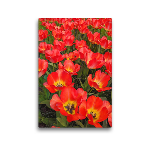 Premium Textil-Leinwand 30 x 45 cm Hoch-Format Rote Darwin-Tulpen | Wandbild, HD-Bild auf Keilrahmen, Fertigbild auf hochwertigem Vlies, Leinwanddruck von Eugeniya Kareva