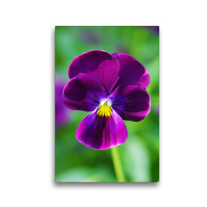 Premium Textil-Leinwand 30 x 45 cm Hoch-Format Violettes Hornveilchen | Wandbild, HD-Bild auf Keilrahmen, Fertigbild auf hochwertigem Vlies, Leinwanddruck von Gisela Kruse