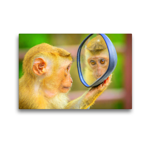 Premium Textil-Leinwand 45 x 30 cm Quer-Format Affenkind mit Spiegel | Wandbild, HD-Bild auf Keilrahmen, Fertigbild auf hochwertigem Vlies, Leinwanddruck von Rose Hurley