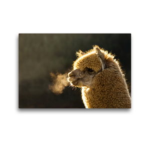 Premium Textil-Leinwand 45 x 30 cm Quer-Format Alpaka an einem warmen Wintertag auf gerahmter Leinwand | Wandbild, HD-Bild auf Keilrahmen, Fertigbild auf hochwertigem Vlies, Leinwanddruck von Bianca Mentil