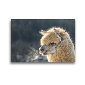 Premium Textil-Leinwand 45 x 30 cm Quer-Format Alpaka an einem Wintertag auf gerahmter Leinwand | Wandbild, HD-Bild auf Keilrahmen, Fertigbild auf hochwertigem Vlies, Leinwanddruck von Bianca Mentil
