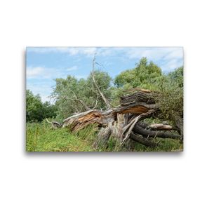 Premium Textil-Leinwand 45 x 30 cm Quer-Format Alte Weide vom Sturm zerbrochen | Wandbild, HD-Bild auf Keilrahmen, Fertigbild auf hochwertigem Vlies, Leinwanddruck von Anja Frost