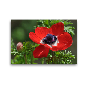 Premium Textil-Leinwand 45 x 30 cm Quer-Format Anemone | Wandbild, HD-Bild auf Keilrahmen, Fertigbild auf hochwertigem Vlies, Leinwanddruck von Herbert Boekhoff