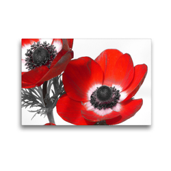 Premium Textil-Leinwand 45 x 30 cm Quer-Format Anemonen | Wandbild, HD-Bild auf Keilrahmen, Fertigbild auf hochwertigem Vlies, Leinwanddruck von Stefanie Kools