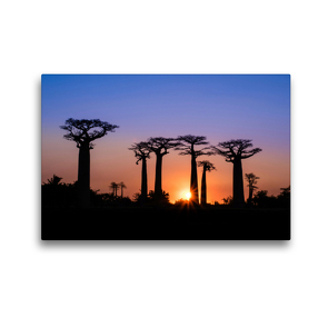 Premium Textil-Leinwand 45 x 30 cm Quer-Format Baobab – Allee | Wandbild, HD-Bild auf Keilrahmen, Fertigbild auf hochwertigem Vlies, Leinwanddruck von Rolf Dietz