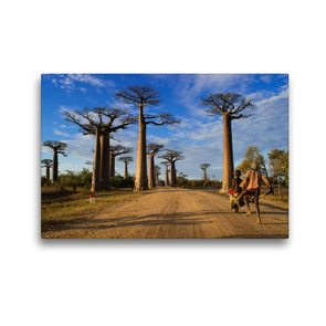 Premium Textil-Leinwand 450 x 300 cm Quer-Format Baobaballee – Madagaskar | Wandbild, HD-Bild auf Keilrahmen, Fertigbild auf hochwertigem Vlies, Leinwanddruck von Rolf Dietz