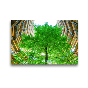 Premium Textil-Leinwand 45 x 30 cm Quer-Format Baumwipfelpfad | Wandbild, HD-Bild auf Keilrahmen, Fertigbild auf hochwertigem Vlies, Leinwanddruck von Christian Müller